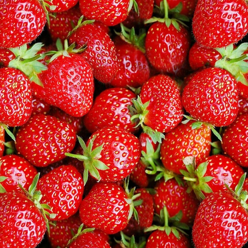 Couvre-selle Bike Cap Motif Fraises 3 Couvre-selle Bike Cap Motif Fraises – Image 3